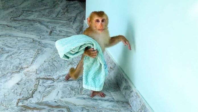 Monkey kaka run holding towel