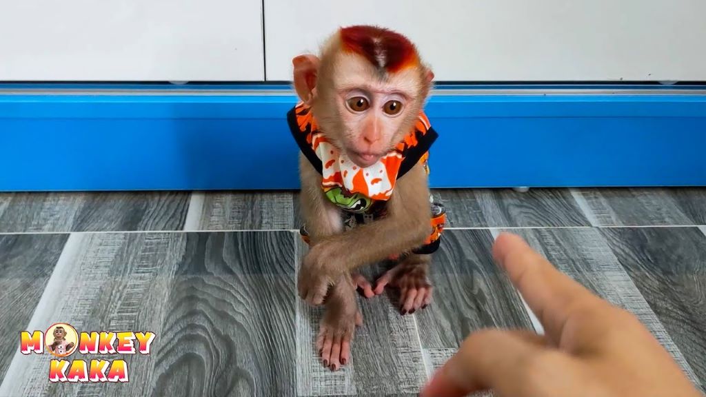 Monkey kaka as a baby